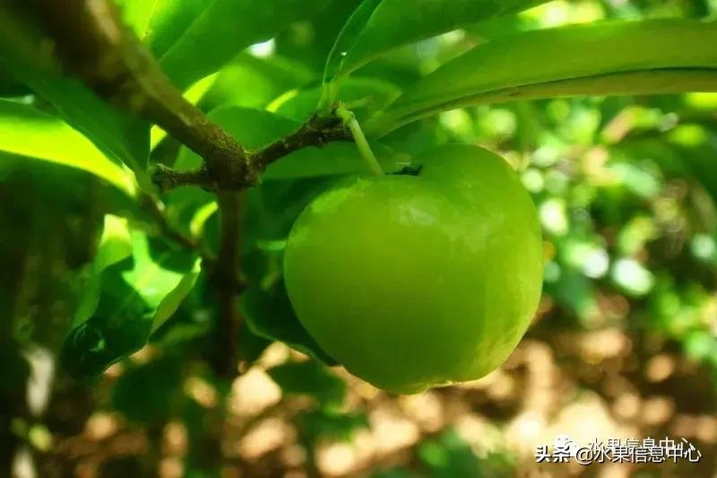 针叶樱桃不是樱桃,针叶樱桃与山樱桃一样吗