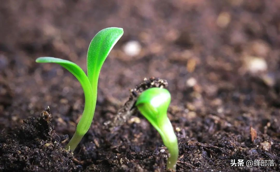 农村无需投资的10个赚钱项目,农村现在做什么项目比较赚钱