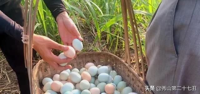 一万只土鸡卖柴鸡蛋年入百万,农村小伙养鸡一只鸡最贵卖1100元