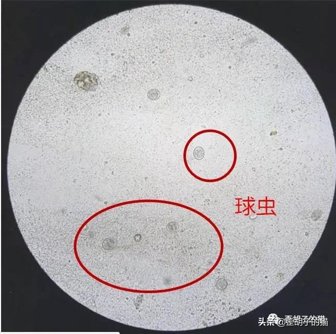 猫咪体外驱虫药哪个牌子好,驱虫最全的猫咪外驱