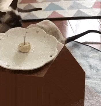 我们败了两款新型“猫*品毒**”孝敬主子，你猜哪种比较受猫欢迎？