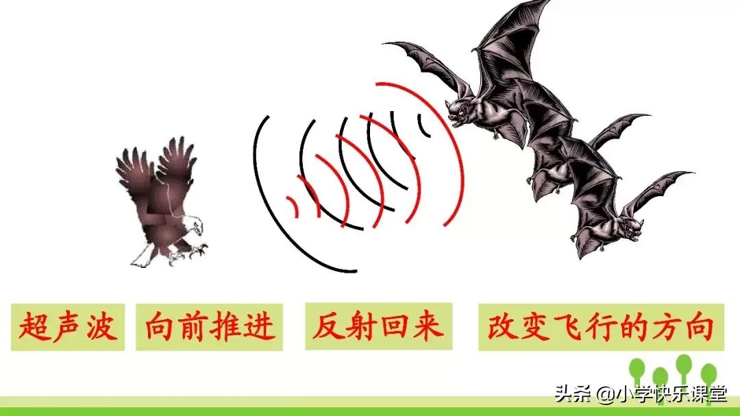 四年级上册语文蝙蝠和雷达课后题,部编版四年级上册语文蝙蝠和雷达