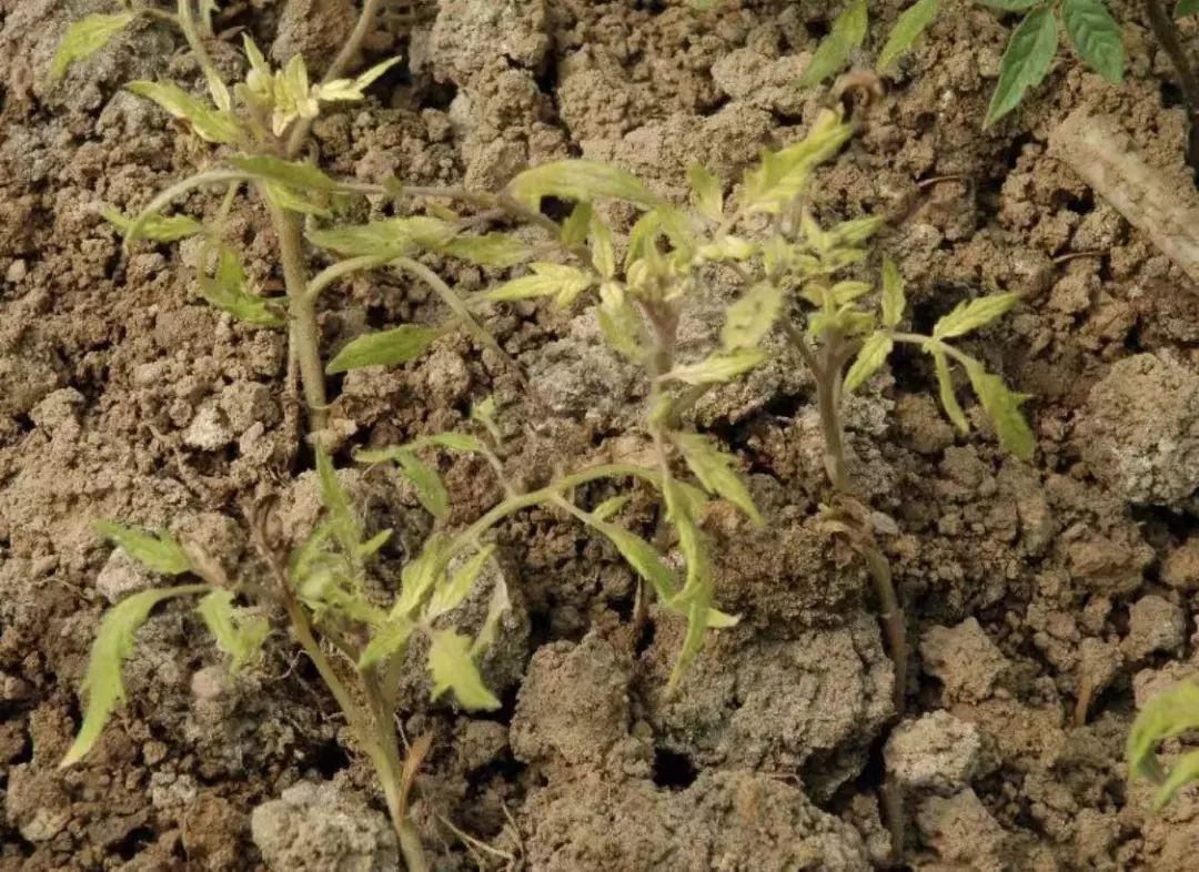 番茄所有病害图片及解决方法,番茄十大病害图解