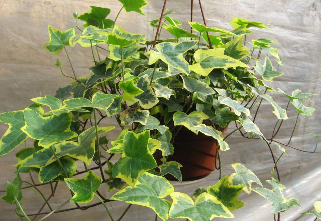 家里放什么花卉去甲醛比较好,客厅养什么绿植最好去甲醛