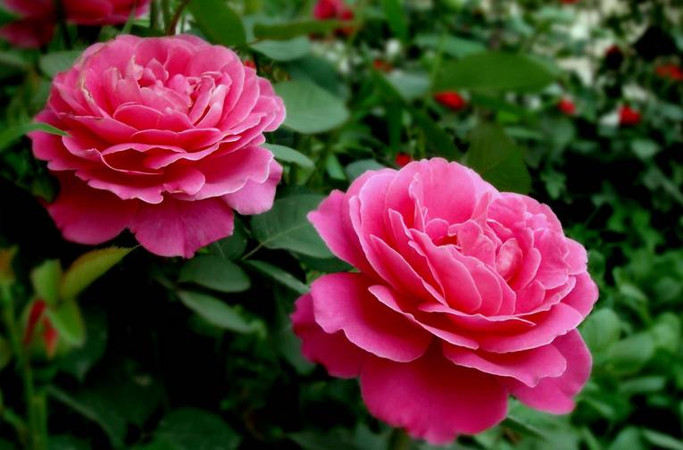 养花新手老养死花,献给那些总把花养死的人