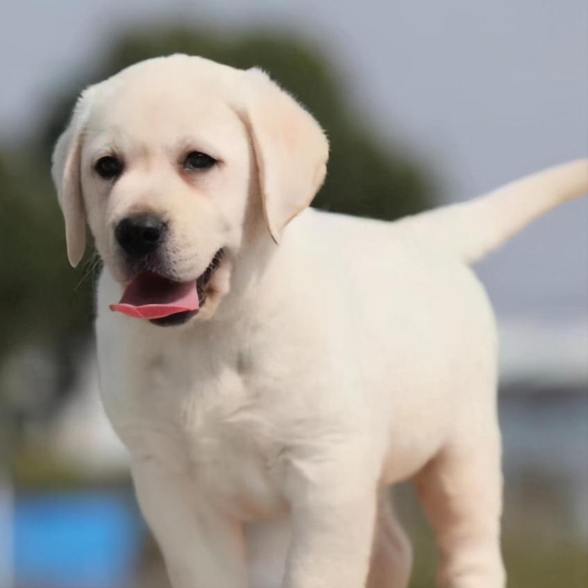 拉布拉多禁止饲养么,养拉布拉多用放笼子么