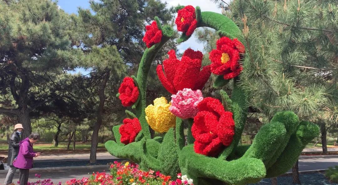 60多种100万株的郁金香花海,50万株樱花