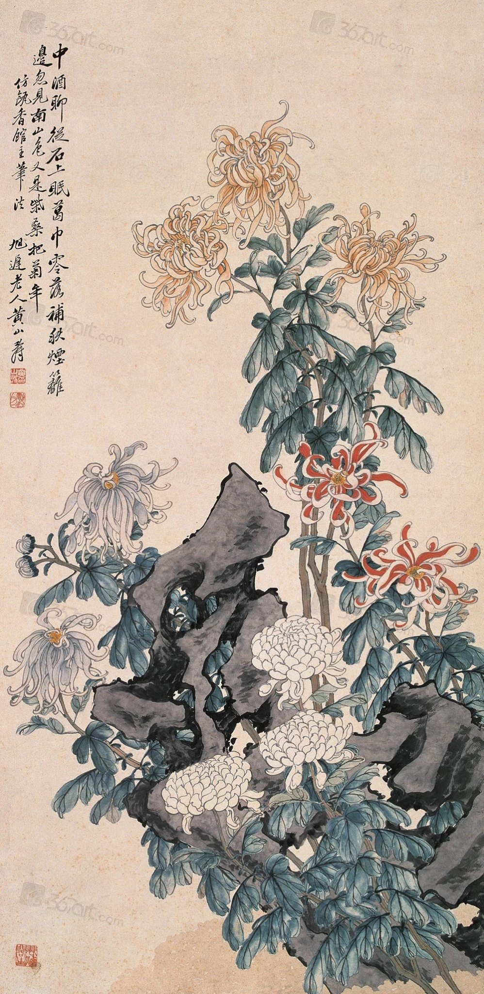 菊花的品格和精神,菊花的美丽什么意思