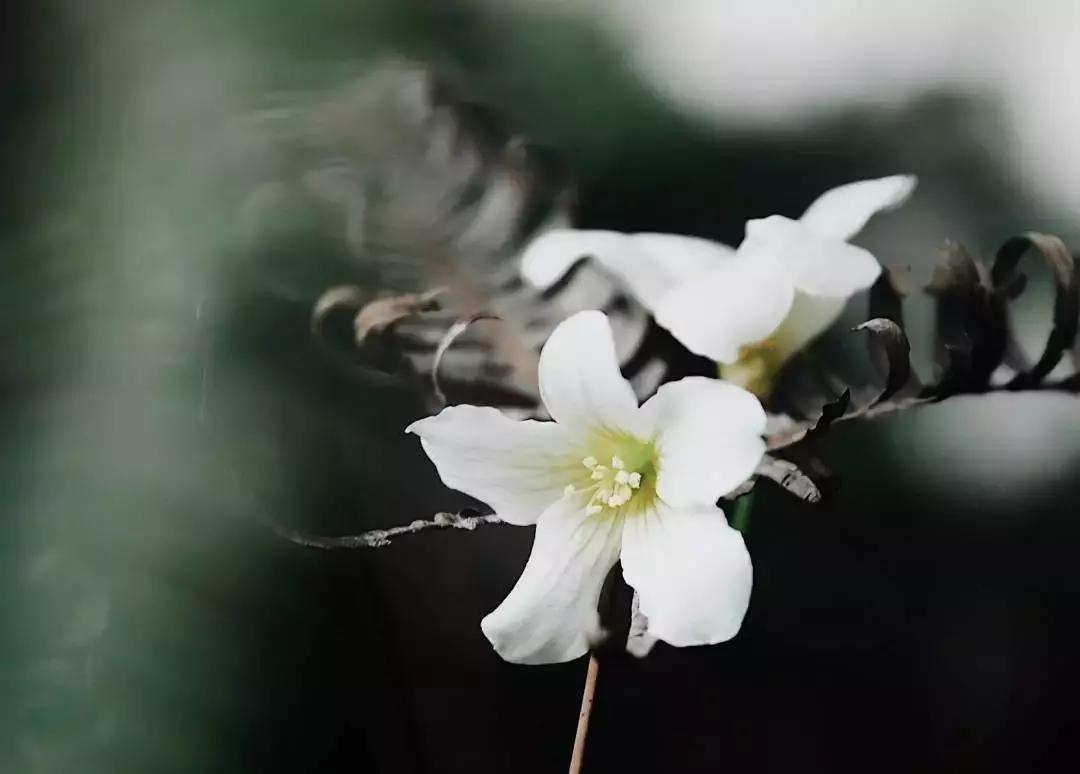 中医刘炳凡,中医刘炳凡治什么病