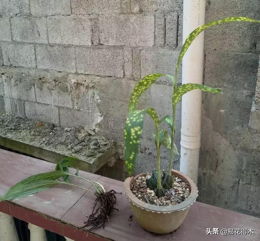 兰花推荐亭亭玉立的鹤顶兰,金斑鹤顶兰花