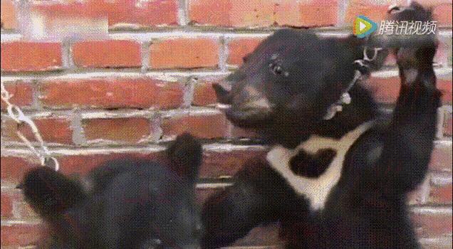 被囚34年取精，被迫亲手杀死爱子，最后只能挣扎着死去……