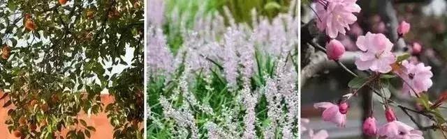 风水庭院景观设计,私家庭院景观风水设计