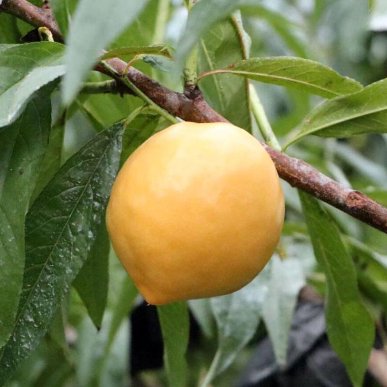 来自大山深处的馈赠，乐家诚品蒙阴黄金油桃清鲜上市