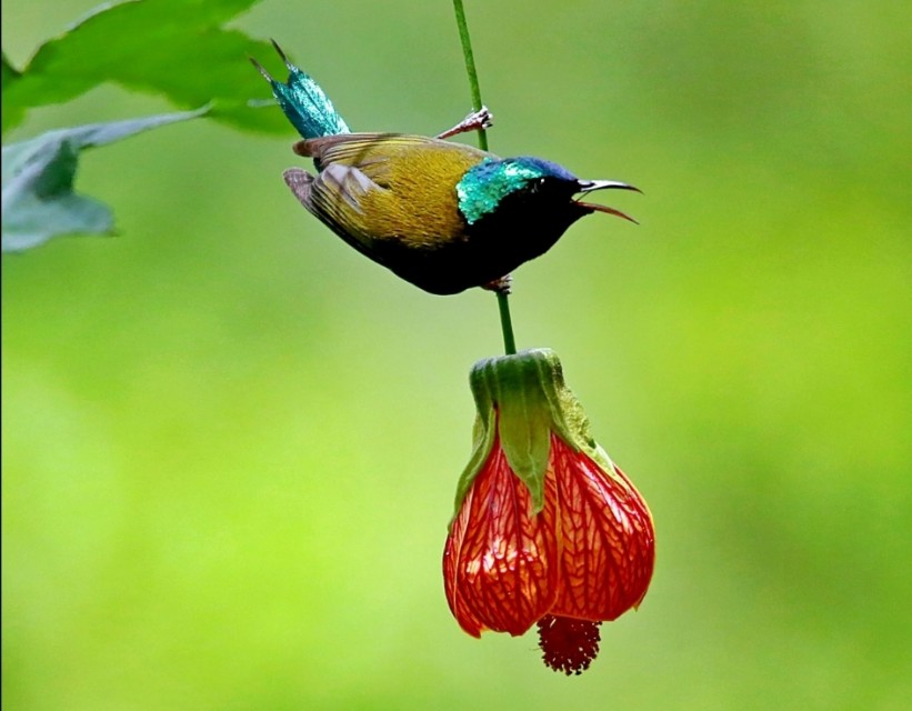 太阳鸟品质,太阳神鸟绝美