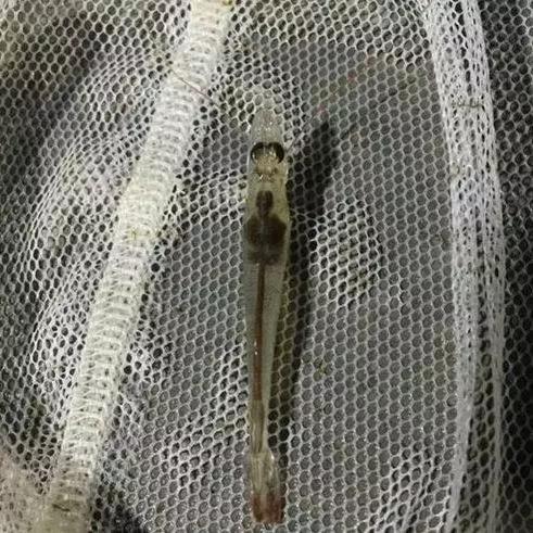 胆汁酸对虾的正确使用方法,白对虾胆汁酸保肝能天天用吗