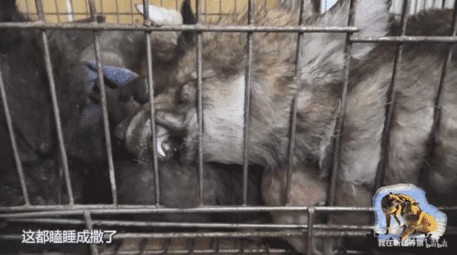 哈士奇养成狼,狼被养成了哈士奇