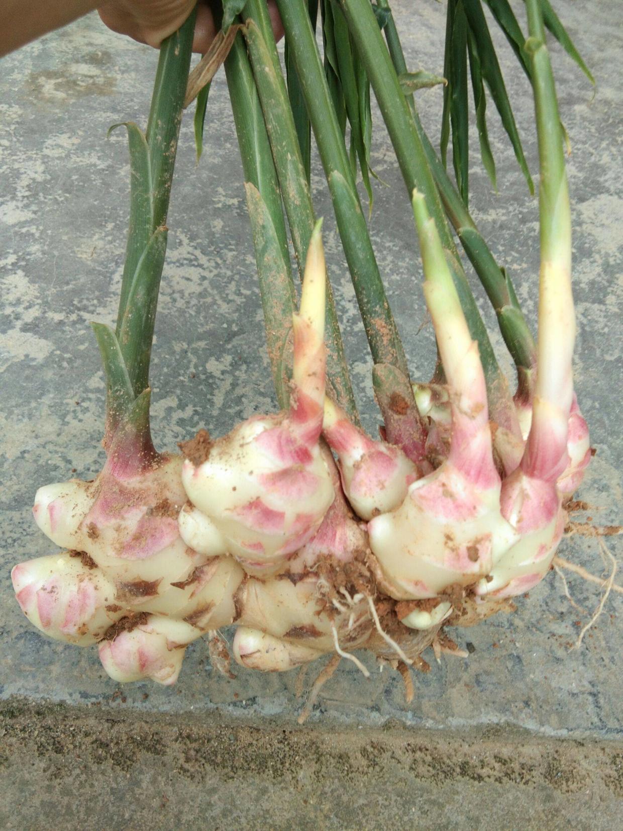 把姜种到花盆当绿植观赏,生姜无土盆栽观赏