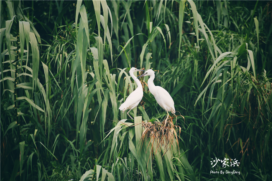苏州红色革命旅游景点图片,苏州红色革命景点介绍视频