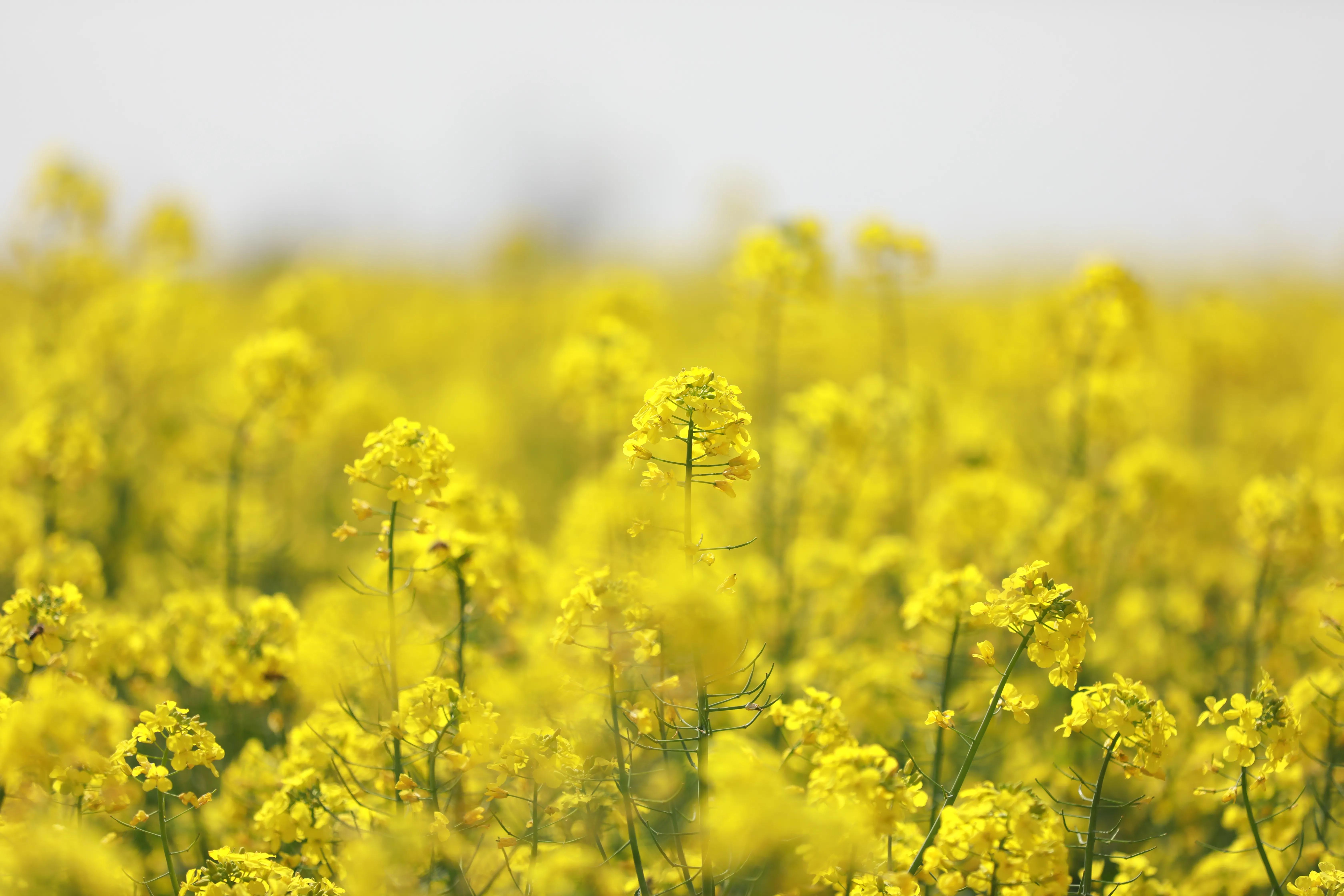 读五大名著思想有悟每个中国人都是思想家