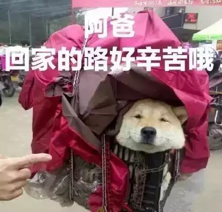 没有票回家了该怎么办,没买到票春运进站技巧