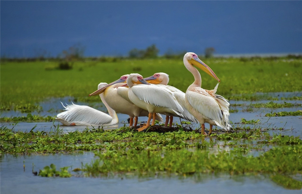骆驼鸟大嘴如网兜，捕到大鱼后，还会让鱼在嘴里滚3分钟才吞下