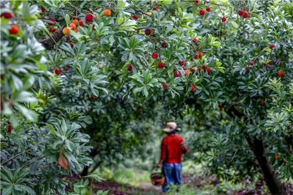 仙居杨梅酒仙梅谷,仙梅谷杨梅酒的配方