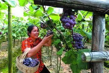 来凤鱼璧山兔蔡家店,来凤鱼璧山兔正宗做法