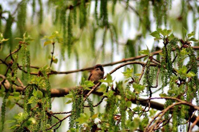 水龙吟诗词270首,总结水龙吟这首诗