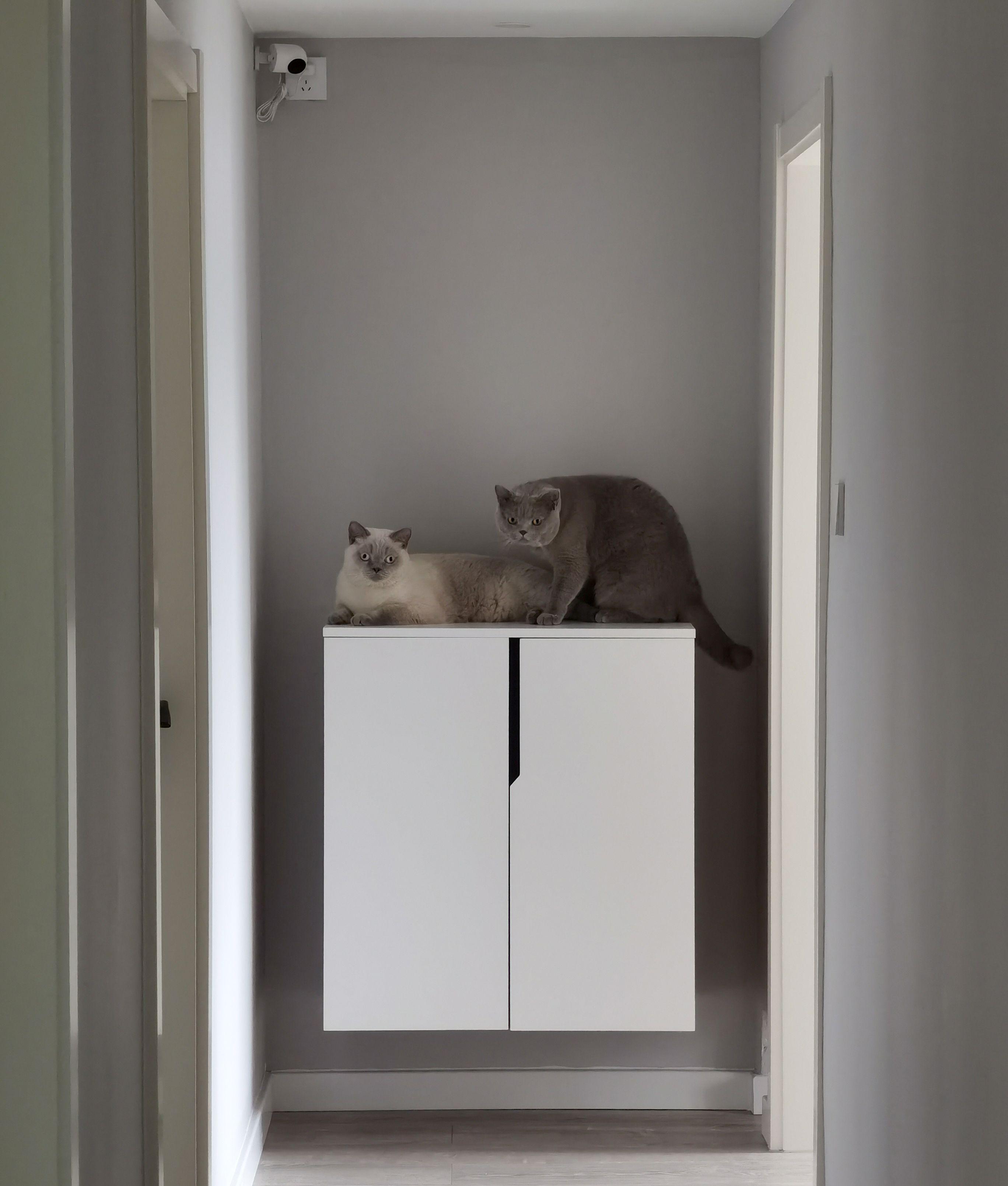 打造人宠共乐的家—“铲S官”的装修笔记