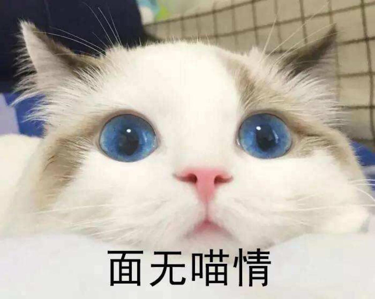 辟谣，母猫幼崽并非只有单一父亲，它竟能同时生下多只公猫的后代