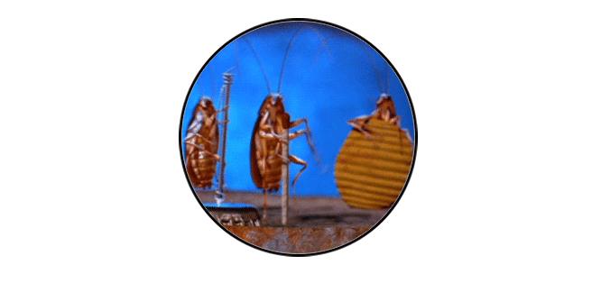 什么方法可以让蟑螂远离你家,一招教你告别蟑螂