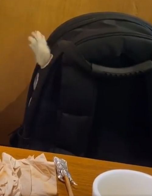 餐厅吃饭发现对面书包伸出“毛手”乱挥，网友被萌翻：好可爱