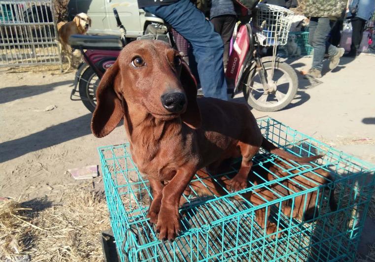 现在什么小型犬最便宜,不考虑价格哪种小型犬比较好