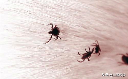 格力犬怎么可以让它爆发力好,养宠经验分享