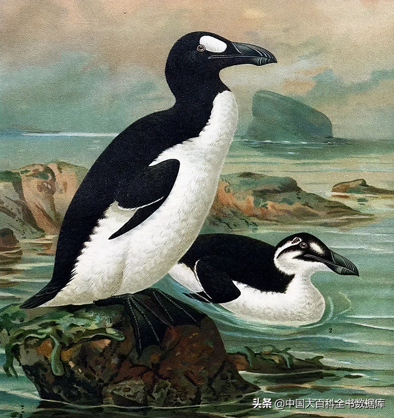 为什么企鹅摇摇摆摆走路,企鹅两条腿走路进化史