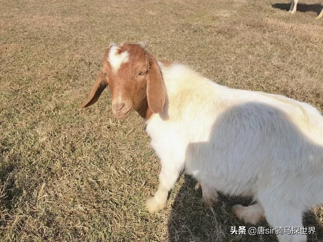 呼伦贝尔大草原旅游看羊群,打卡南昌呼伦贝尔大草原