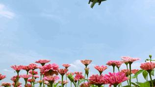 双流哪里可以赏花看飞机,双流附近赏花攻略路线