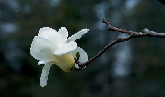开封律师尚明病逝悼念文章让人泪目