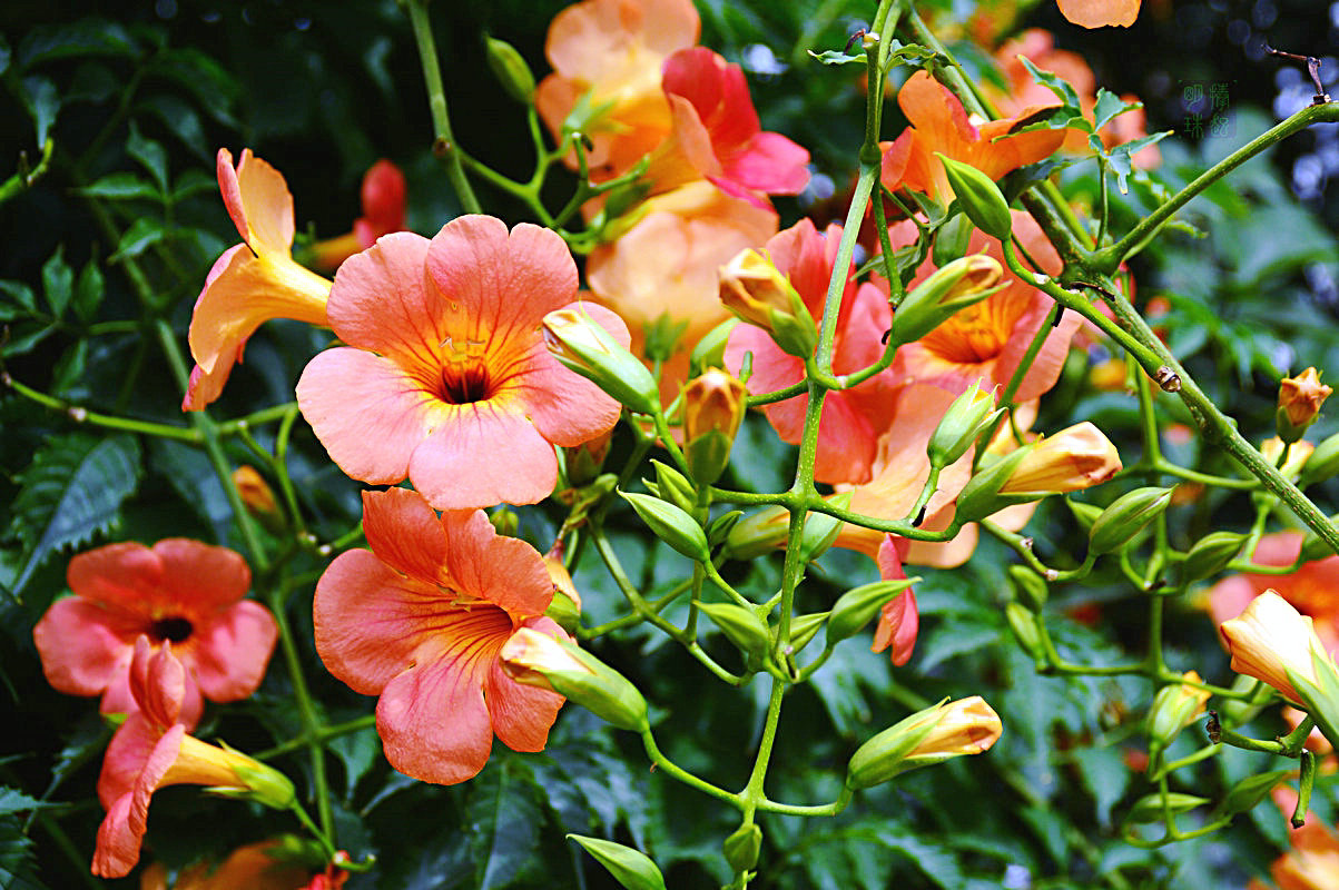 四季常开且有浓郁香味好养的花,适合懒人养的四季花一串红