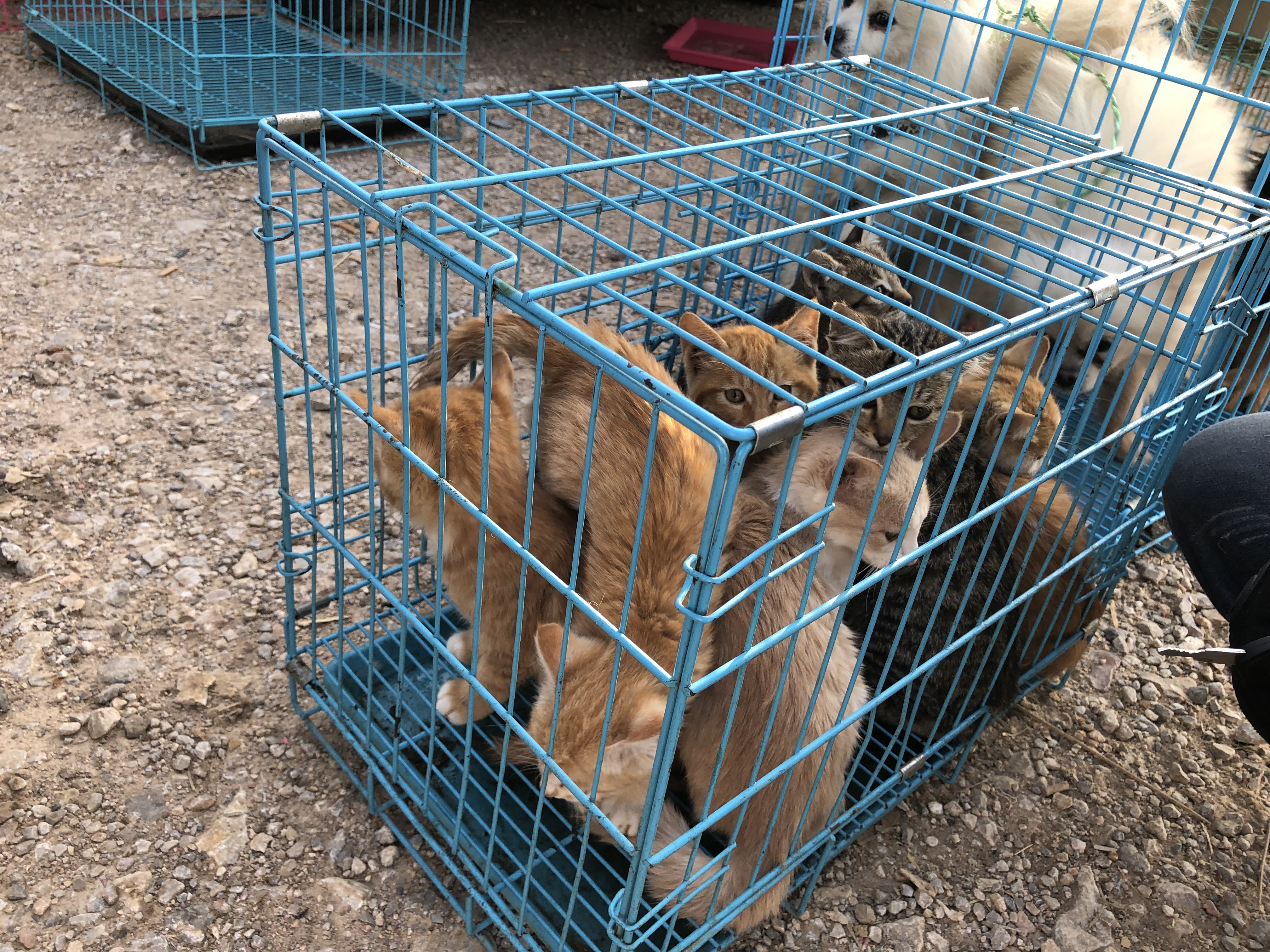 一只土猫多少钱最便宜,土猫多少钱一只能买到