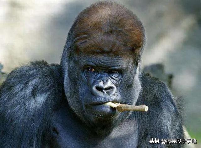 搞笑GIF：猫头鹰也是呆萌的动物，只能看不能养！