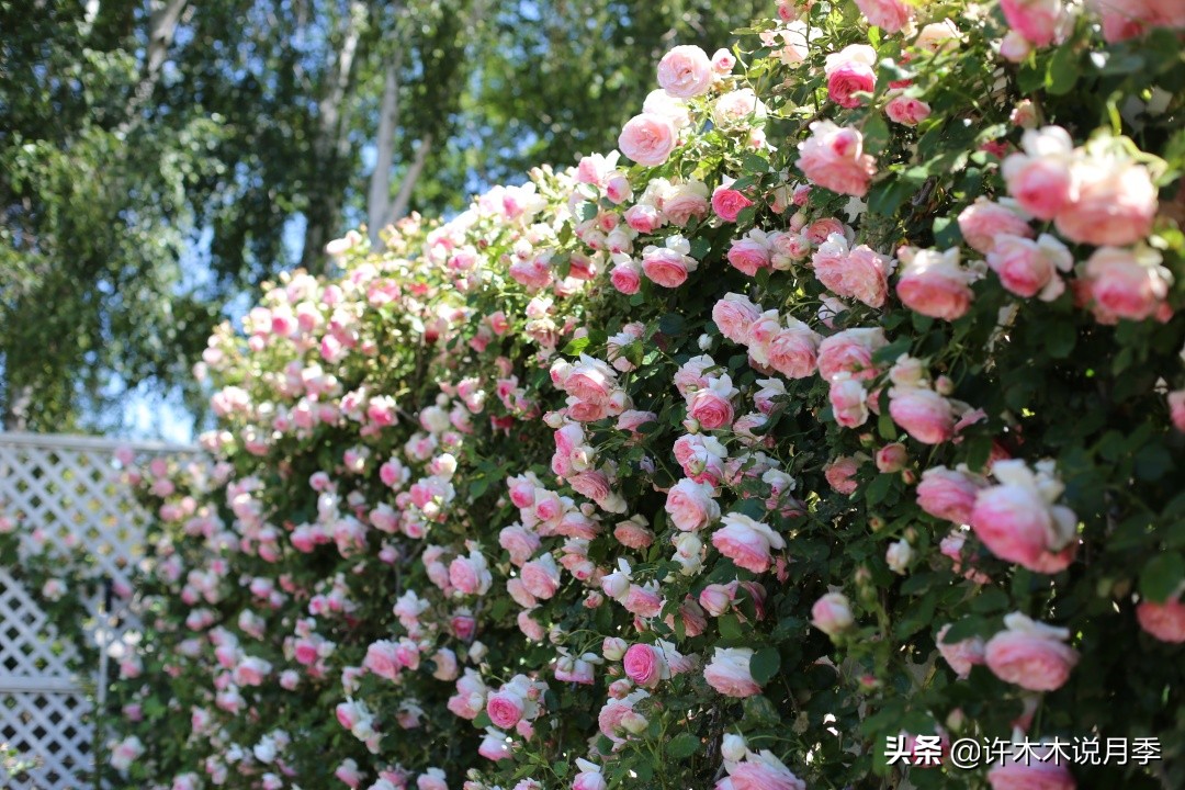 最漂亮10种藤本月季品种,50个经典藤本月季品种推荐