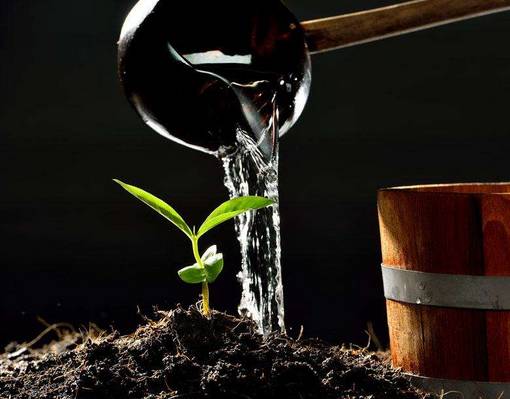 花卉绿植要怎么养护才长得好,养花技巧家庭养护绿植的小方法