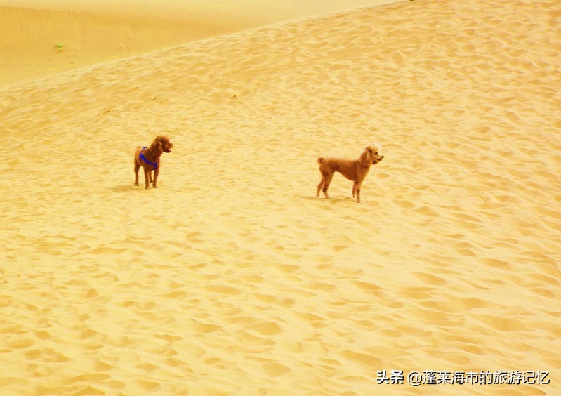 宁夏沙坡头游记,畅游宁夏