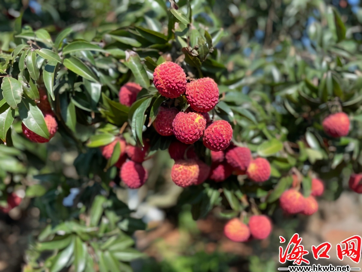 海南农旅融合促乡村振兴,海南乡村振兴示范村荔枝