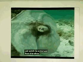 寒武纪章鱼是外来物种吗,为啥说章鱼是外星生物