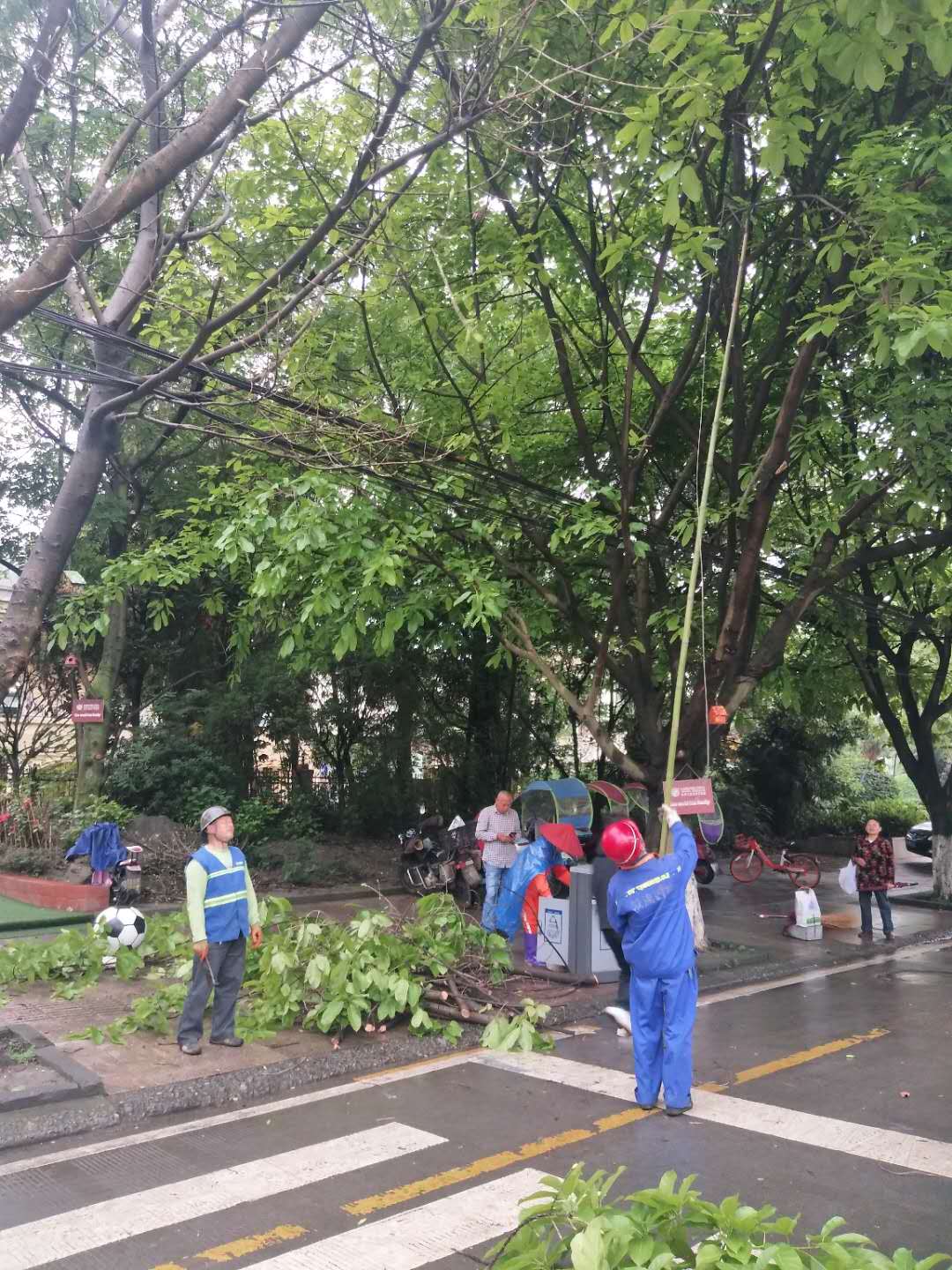 行道树“美容”、鲜花环绕.....双流的街道，你变了！