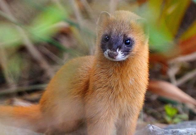 消防抓黄鼠狼被熏到干呕,消防员被黄鼠狼臭屁攻击