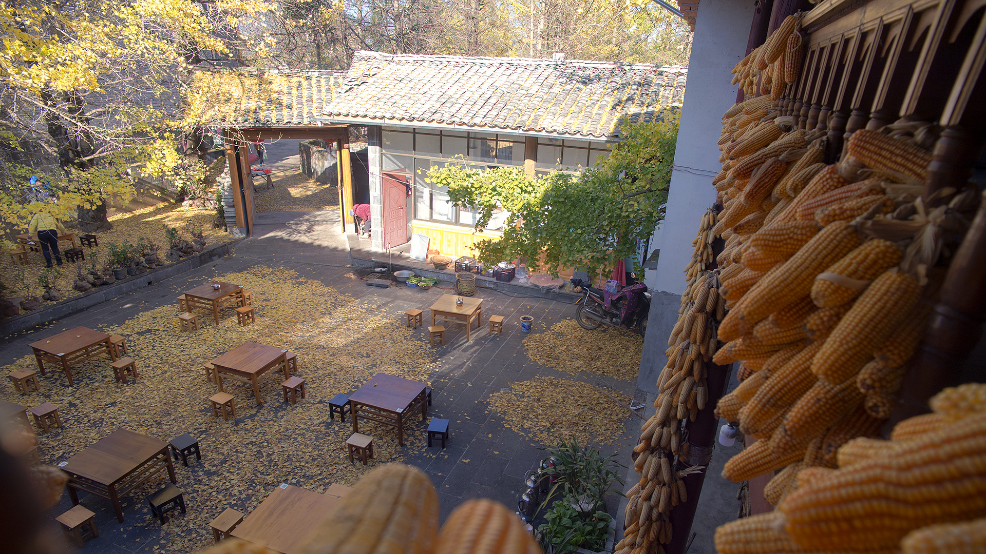 2023腾冲看银杏最佳时间,腾冲看银杏树旅游攻略