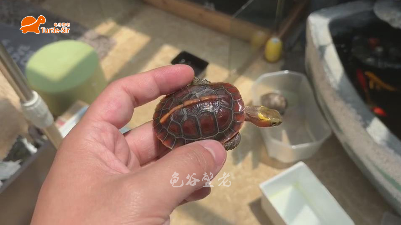 黄缘龟底板有异色可以养吗,黄缘龟背甲颜色淡